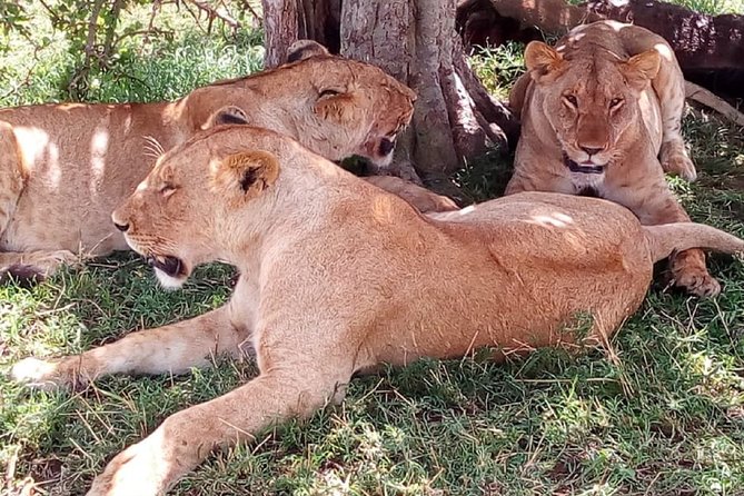 4-Day Tsavo East West and Amboseli National Park from Mombasa - Lodges and full-board meals: what you should confirm before you trust the word comfortable