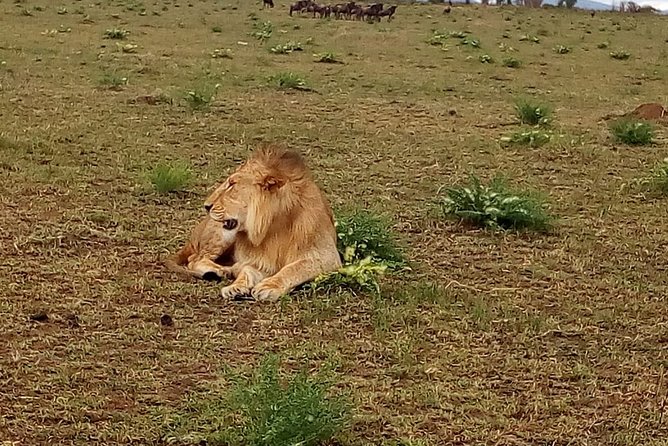 4-Day Tsavo East West and Amboseli National Park from Mombasa - Price and logistics: is $1,012.50 per person good value?