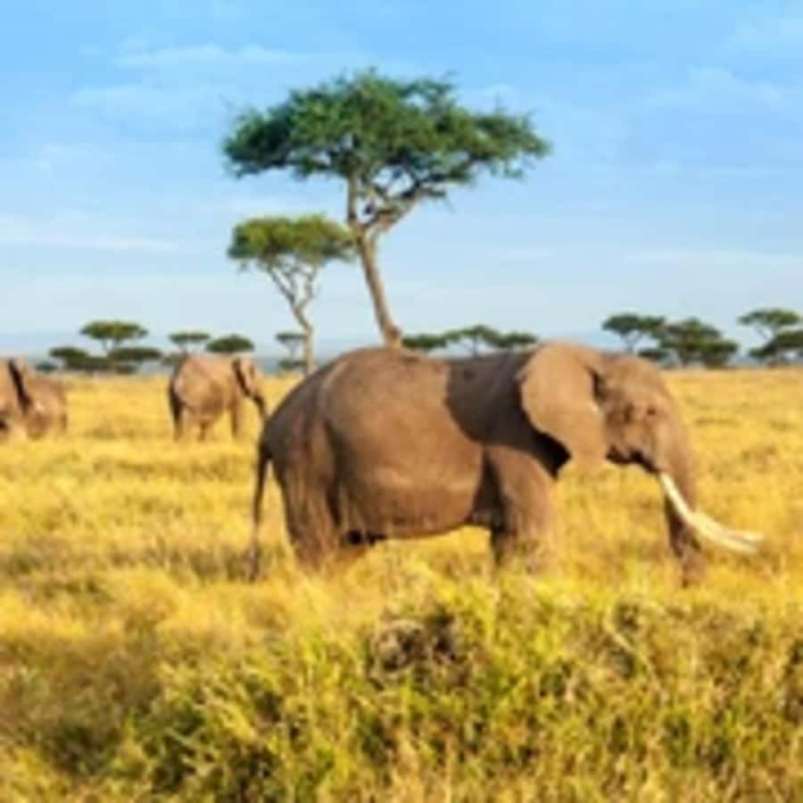 4 Days 3 Nights Masai Mara, L.Nakuru Jeep. - Key Highlights You Should Actually Care About