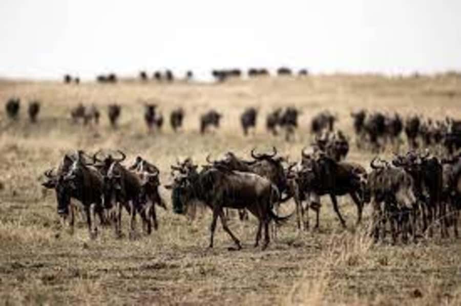4 Days 3 Nights Masai Mara, L.Nakuru Jeep. - Masai Mara and Lake Nakuru: a smart 4-day Kenya combo