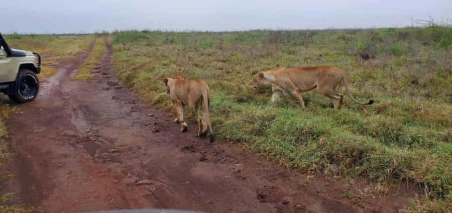4 Days 3 Nights Masai Mara, L.Nakuru Jeep. - Day 2 in Masai Mara: early predator light and Mara River drama