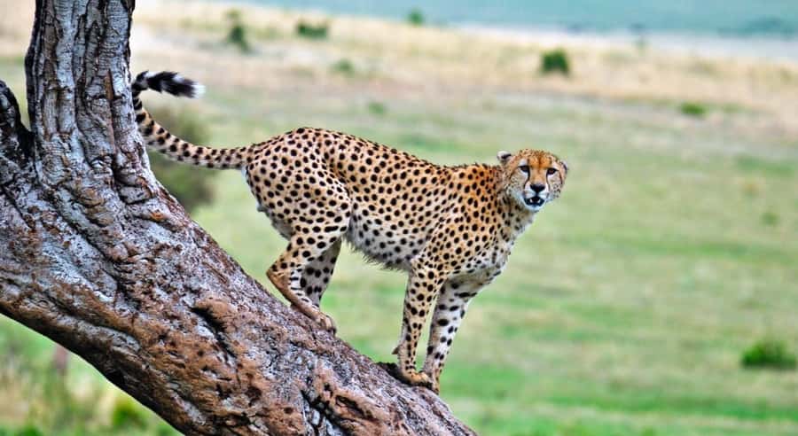 4 Days 3 Nights Masai Mara, L.Nakuru Jeep. - Day 3 Mara to Lake Nakuru: culture option, then a lake-pause reset