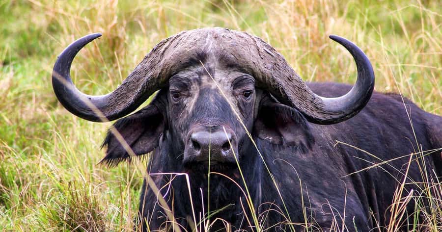 4 Days 3 Nights Masai Mara, L.Nakuru Jeep. - Value Check: what $332 covers, and what you must plan for