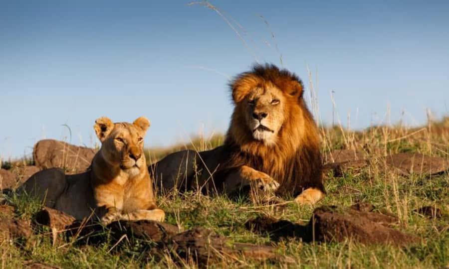4 Days 3 Nights Masai Mara, L.Nakuru Jeep. - Day 1 Nairobi to Masai Mara: first wildlife on arrival