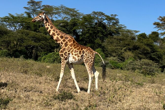 4 Days 4WD Private Maasai Mara, Nakuru Parks with Lodge LUXURY - 4x4 Private Mara and Nakuru: the simple value behind the luxury label