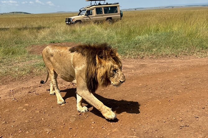 4 Days 4WD Private Maasai Mara, Nakuru Parks with Lodge LUXURY - Lake Nakuru final drives: lodge time, morning light, and an easy return to Nairobi