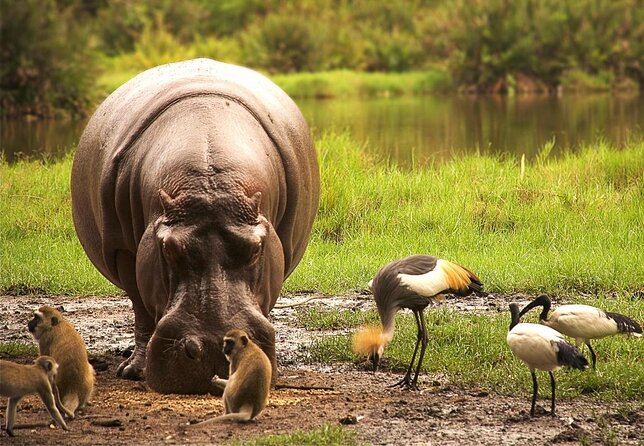 4-Days Best Wildlife Safari: Amboseli, Tsavo West & Tsavo East Private Safari - Key things I’d watch for before you go