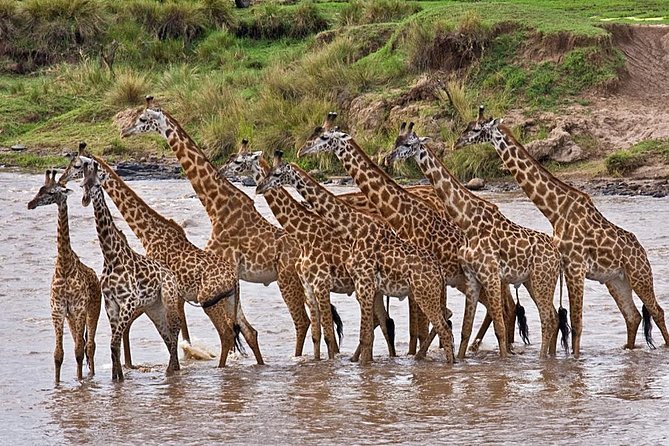 4-Days Best Wildlife Safari: Amboseli, Tsavo West & Tsavo East Private Safari - Day 1 Amboseli: elephants first, Kilimanjaro in the background