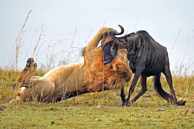 4-Days Best Wildlife Safari: Amboseli, Tsavo West & Tsavo East Private Safari - Day 3 Mzima Springs plus the shift to Tsavo East