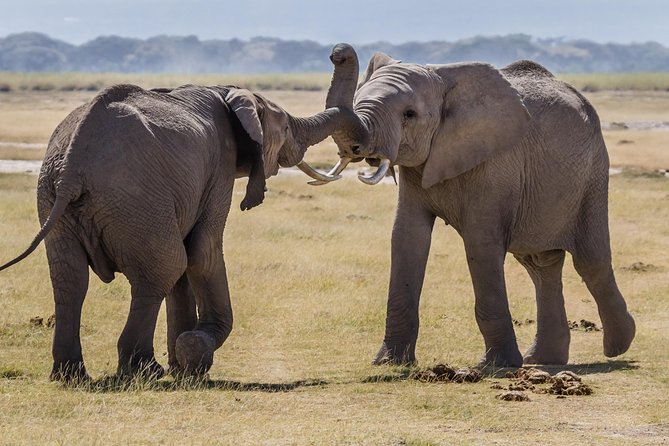 4-Days Best Wildlife Safari: Amboseli, Tsavo West & Tsavo East Private Safari - Door-to-door transfers and why that matters in Kenya