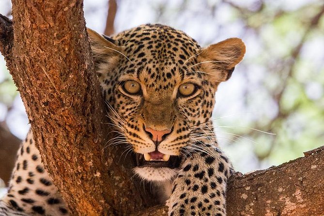 4-Days Best Wildlife Safari: Amboseli, Tsavo West & Tsavo East Private Safari - Day 2 Tsavo West: hilly country and optional rhino time