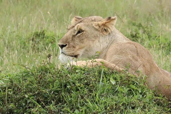 4 Days Enthralling Safaris in Kenya-lake Nakuru Masai Mara - Day 2: Overland to Maasai Mara and a late-evening drive in big savannah country