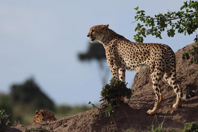 4 Days Enthralling Safaris in Kenya-lake Nakuru Masai Mara - Day 3: Full Mara days, balloon option, and an add-on Masai village visit