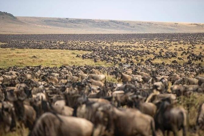 4 Days Enthralling Safaris in Kenya-lake Nakuru Masai Mara - How to make the most of your game drives (and your photos)