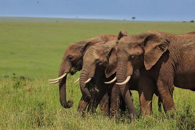 4 Days Enthralling Safaris in Kenya-lake Nakuru Masai Mara - Day 1: Arrive at Lake Nakuru for flamingos, rhinos, and major bird energy