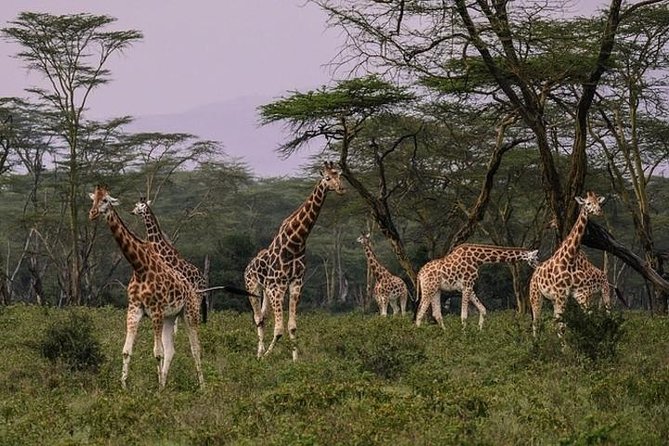 4 days group joining budget safari to Maasai Mara only - Day 3: Another Big Five search with picnic lunch near the Mara River