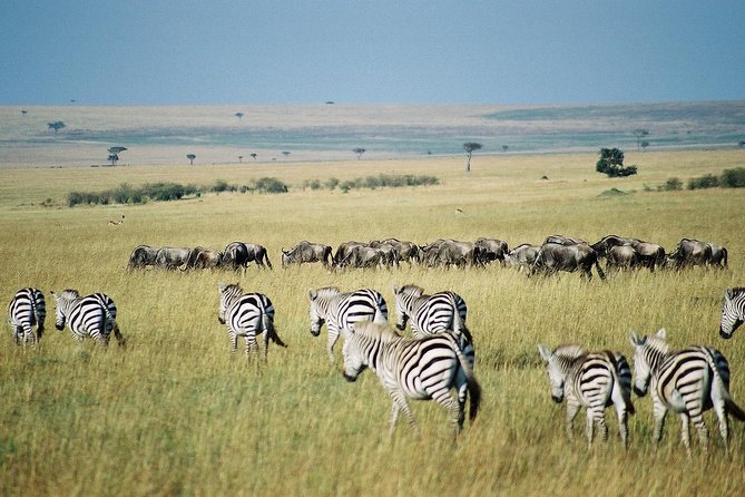 4 Days Group Joining Budget Safari To Masai Mara And Lake Nakuru National Park - From Nairobi to the Great Rift Valley viewpoint, then Masai Mara by lunch
