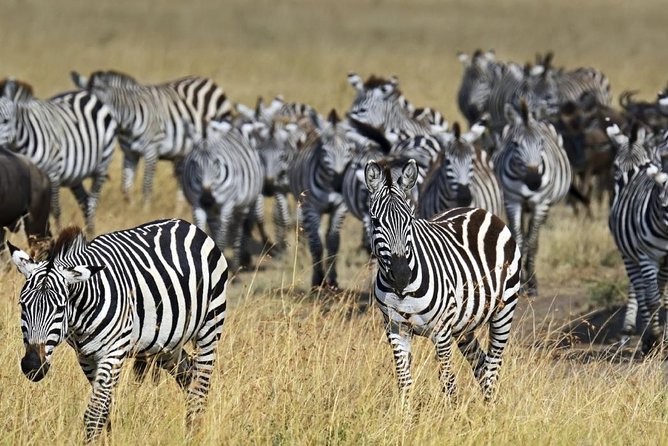 4 Days Group Joining Budget Safari To Masai Mara And Lake Nakuru National Park - Accommodations and meals: why “included” matters on a budget safari