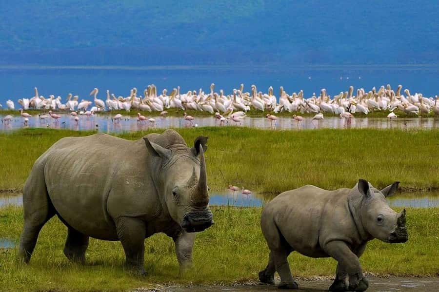 4 Days group safari in a safari van With no park fees - Day 3: Maasai Mara to Nakuru, With a Culture Option