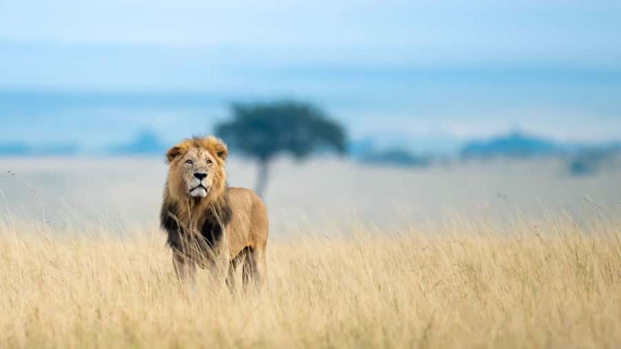 4 Days group safari in a safari van With no park fees - Day 2: Full-Day Maasai Mara Game Drives and the Mara River Focus