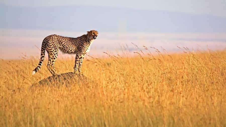 4 days Group safari in Masaai Mara and Lake Nakuru Park - Day 2 in Maasai Mara: Full-Day Big Five Hunting Mode