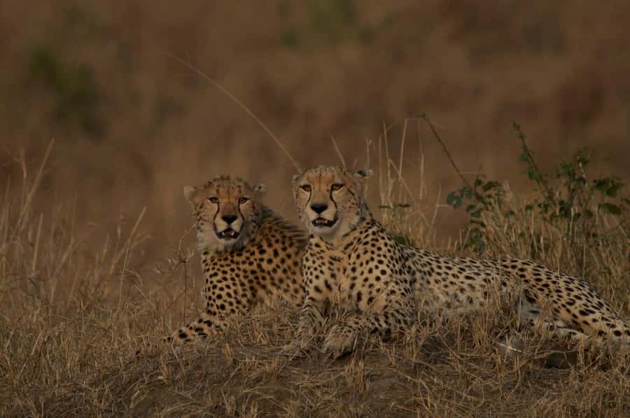 4 days Group safari in Masaai Mara and Lake Nakuru Park - Tents, Meals, and the 8-Person Small Group Reality