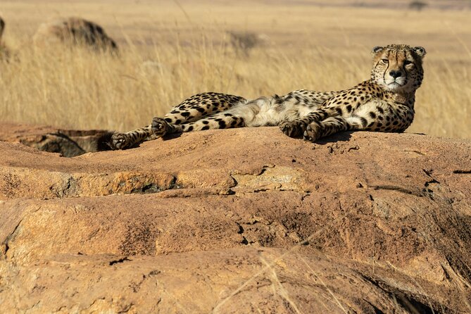 4 Days Lake Nakuru and Masai Mara Luxury Safari - Key highlights before you go