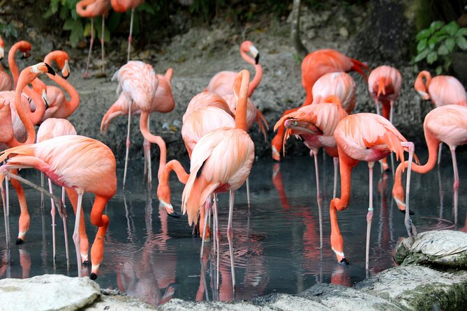 4 Days Lake Nakuru and Masai Mara Luxury Safari - Day 1 lodge time: check-in, lunch, then another drive