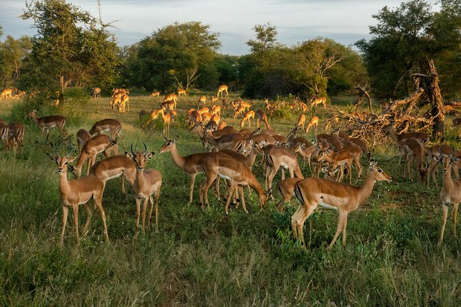 4 Days Lake Nakuru and Masai Mara Luxury Safari - The transfer to Masai Mara: en-route viewing and lodge comfort