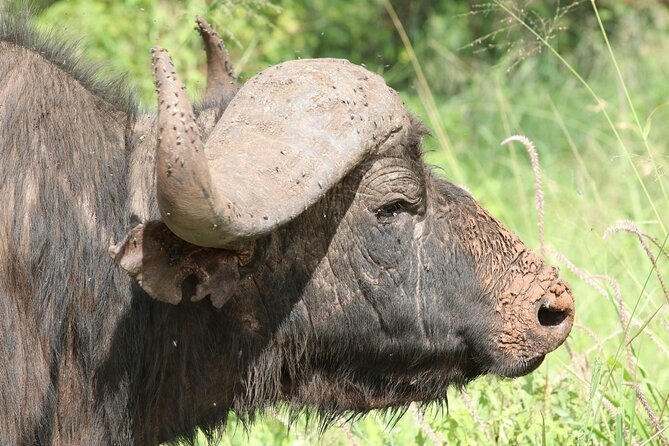 4 Days Lake Nakuru and Masai Mara Luxury Safari - Masai Mara Day 3: early drives, a packed lunch under acacia, and more chances