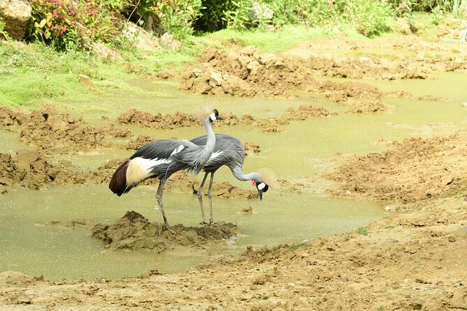 4 Days Lake Nakuru and Masai Mara Luxury Safari - Day 4 back to Nairobi: the Carnivore lunch finish