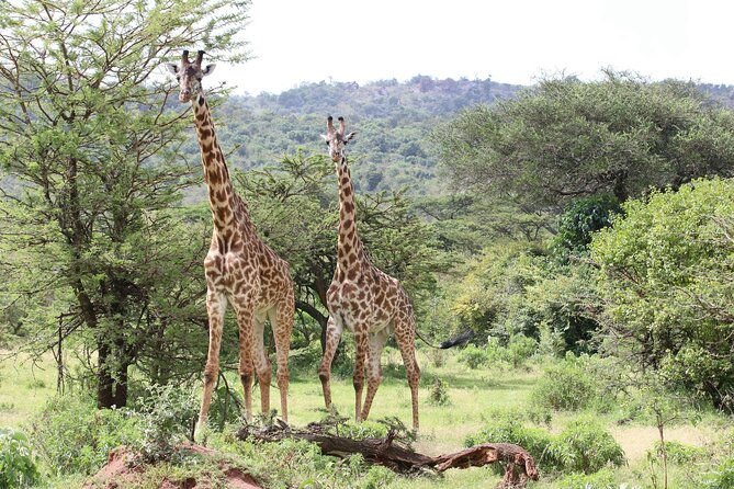 4 Days Lake Nakuru and Masai Mara Luxury Safari - Luxury details that actually affect your day