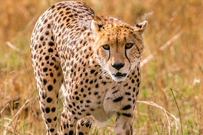 4 Days Landcruiser Safari to Masai Mara and Lake Nakuru - Key Highlights You Will Notice Fast