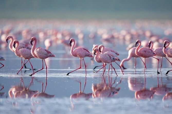 4 Days Landcruiser Safari to Masai Mara and Lake Nakuru - Masai Mara Begins With a Practical Nairobi Start