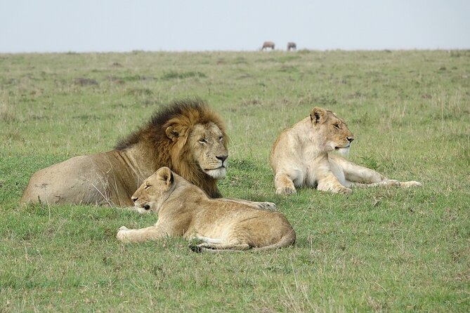 4 Days Landcruiser Safari to Masai Mara and Lake Nakuru - Day 2: Big Five Time Plus a Maasai Village Option