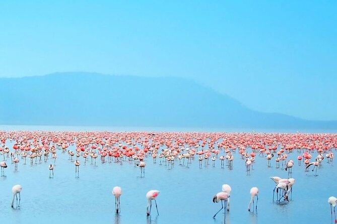 4 Days Landcruiser Safari to Masai Mara and Lake Nakuru - Day 4: Early White Rhino Drive and Flamingo Possibilities