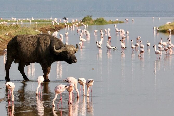 4 Days Landcruiser Safari to Masai Mara and Lake Nakuru - Where the Money Goes: Price, Value, and What’s Not Included