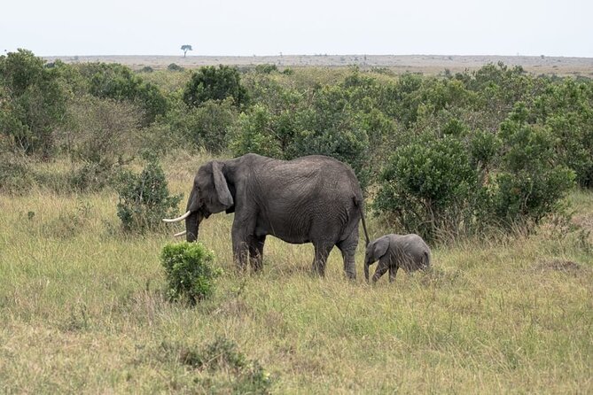 4 Days Landcruiser Safari to Masai Mara and Lake Nakuru - The Best Part Is the Guide, Not the Script