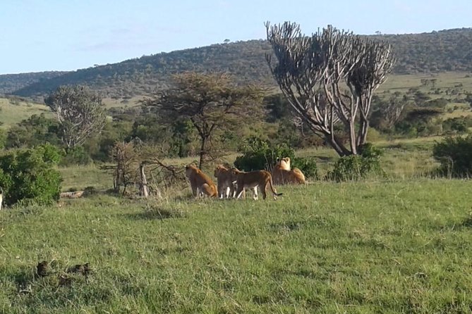 4 Days Maasai Mara and Lake Nakuru Unforgettable Safari - From Nairobi to the wild, and what you really pay for