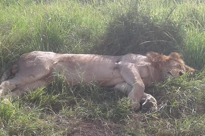 4 Days Maasai Mara and Lake Nakuru Unforgettable Safari - Lake Nakuru Day Three: shift gears and arrive ready to rest