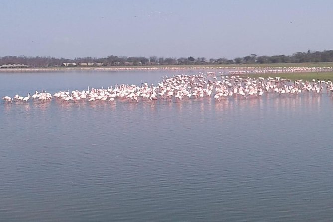 4 Days Maasai Mara and Lake Nakuru Unforgettable Safari - Lake Nakuru Day Four: the early start for white rhinos and flamingos