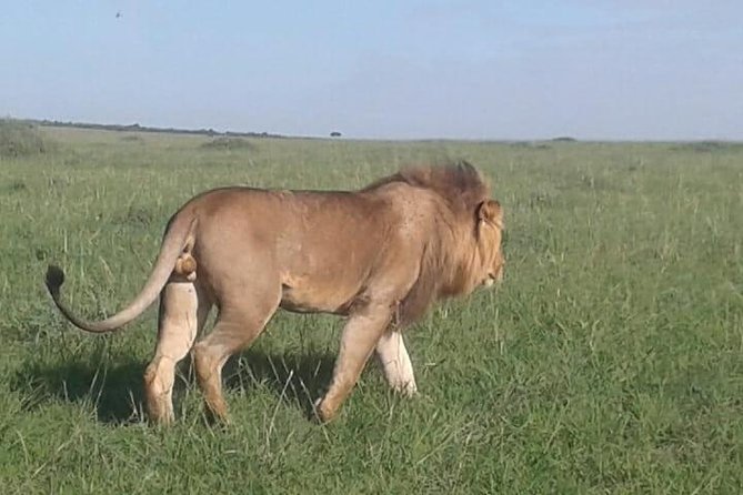 4 Days Maasai Mara and Lake Nakuru Unforgettable Safari - Optional Maasai village visit: cultural time with clear expectations