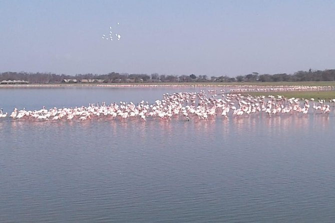 4 Days Maasai Mara and Lake Nakuru Unforgettable Safari - Big Five and rhinos: what the safari is really promising