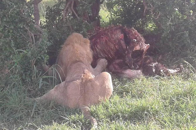 4 Days Maasai Mara and Lake Nakuru Unforgettable Safari - Shared safari logistics: comfort, group size, and your best odds
