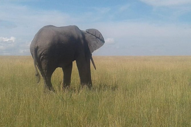4 Days Maasai Mara and Lake Nakuru Unforgettable Safari - Maasai Mara Day Two: hunting for predators (and the quiet moments)
