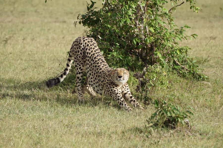 4 DAYS MAASAI MARA GROUP SAFARI: (WITH MARA PARK FEES) - 4WD - Days 2 and 3: Two Full Wildlife Days for Big Cats and River Giants