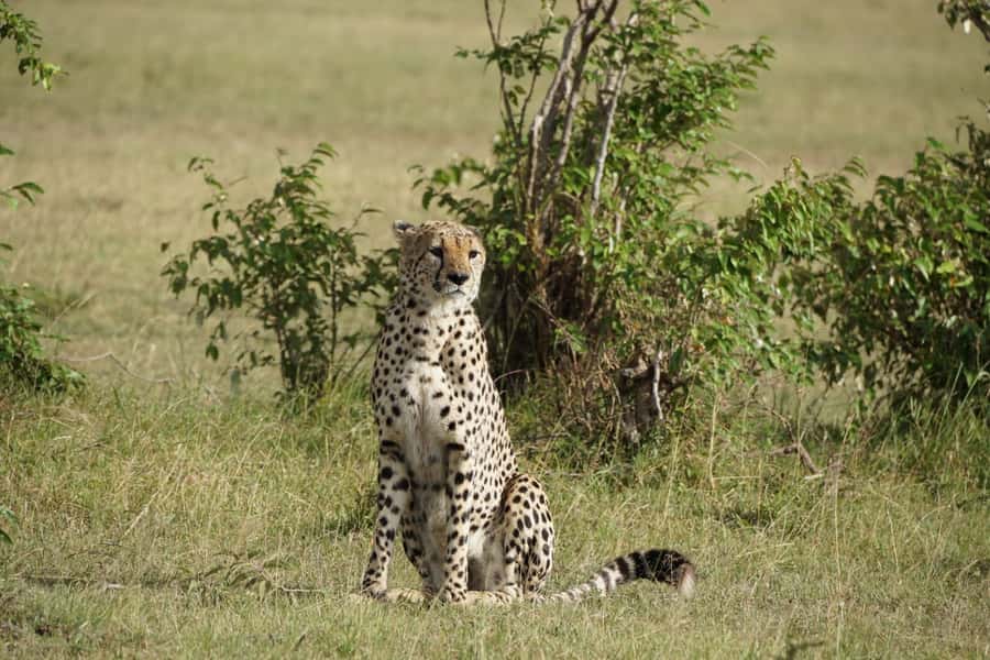 4 DAYS MAASAI MARA & LAKE NAKURU SMALL GROUP SAFARI BY 4WD - Key highlights you will care about