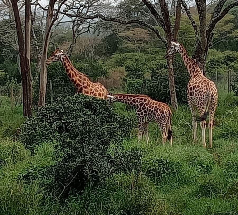 4 DAYS MAASAI MARA & LAKE NAKURU SMALL GROUP SAFARI BY 4WD - Maasai Mara plus Lake Nakuru, the real value of a tight 4-day route