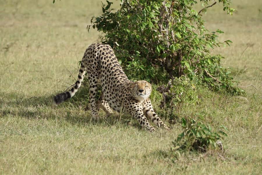 4 DAYS MAASAI MARA & LAKE NAKURU SMALL GROUP SAFARI BY 4WD - Day 2 in Maasai Mara: Big Five odds, cats, and the Mara River ranger tour