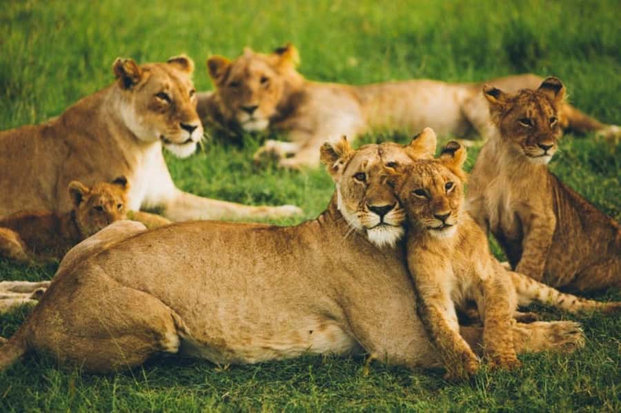 4 DAYS MAASAI MARA & LAKE NAKURU SMALL GROUP SAFARI BY 4WD - Optional add-ons: Maasai village and balloon safari decisions
